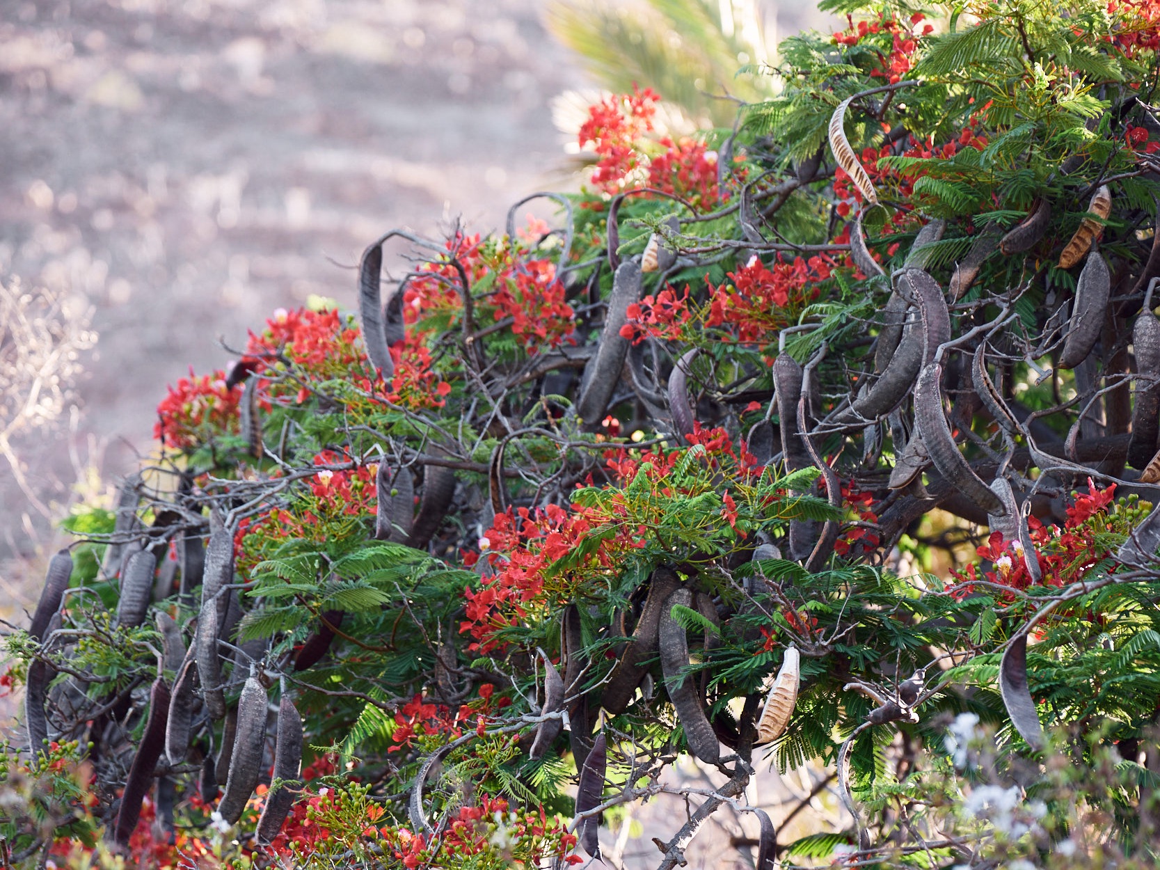Rote Büten am Schotenbaum auf La Gomera